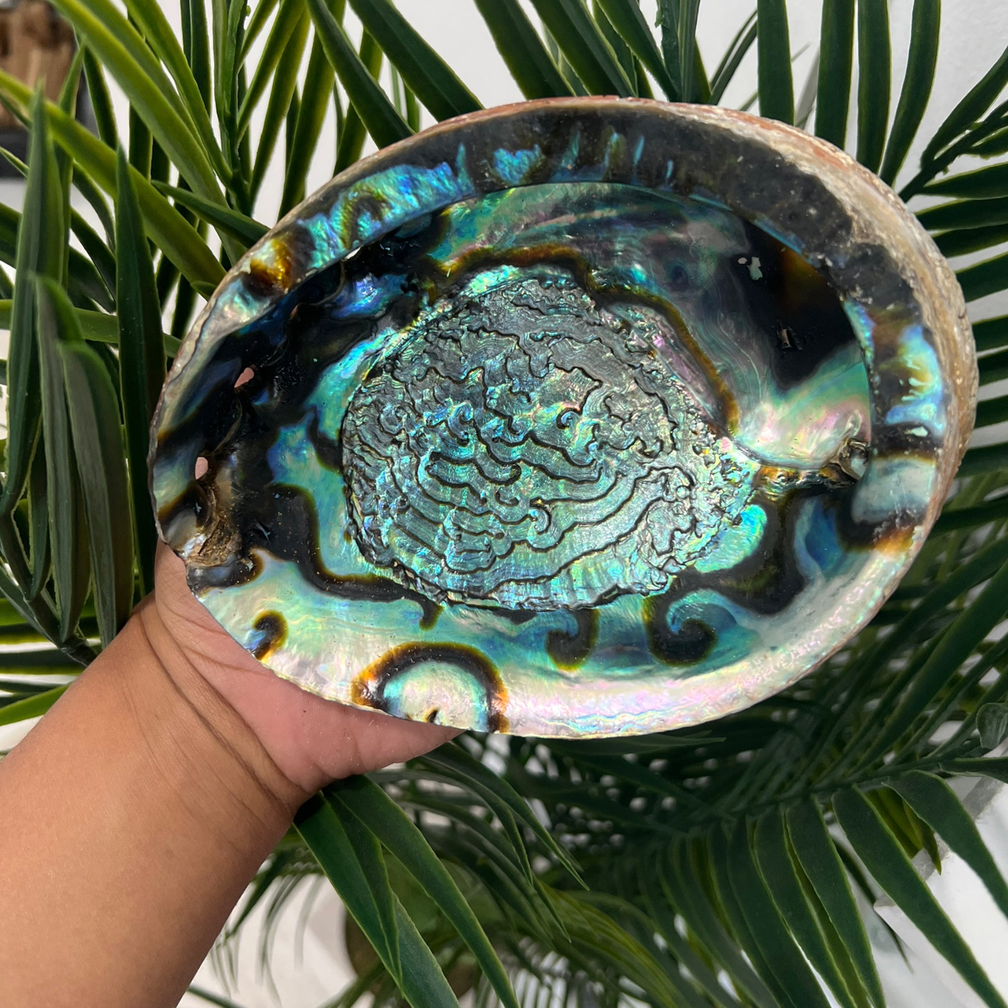 Abalone shell  |  Large